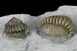 Two Enrolled Flexicalymene Trilobites - Cincinnati, Ohio #135533-1